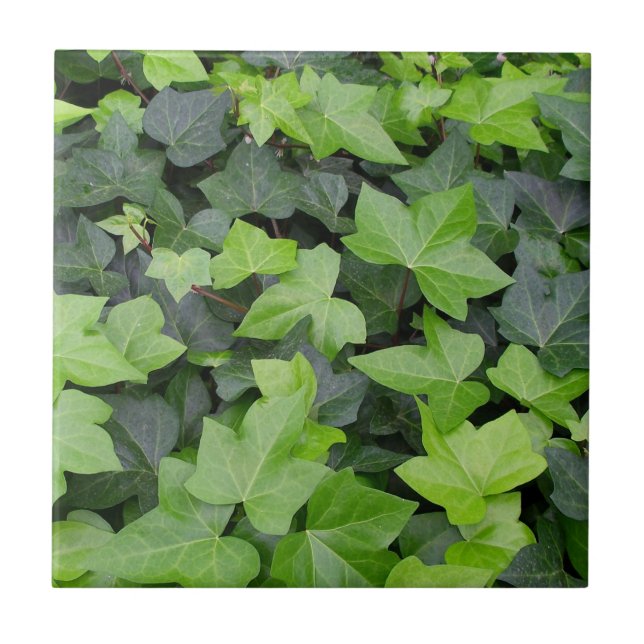 Carreau Impression botanique verte Ivy (Devant)