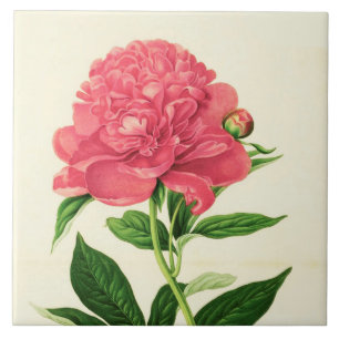 Carreau Impression Botanique vintage, Peine rose corail