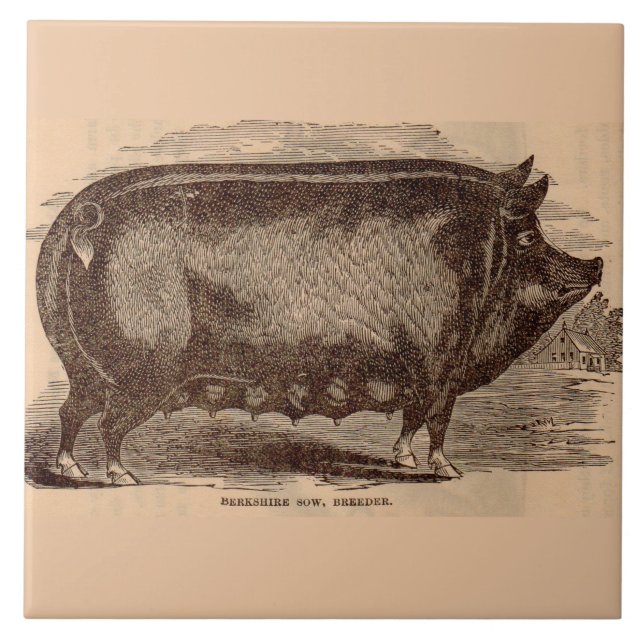Carreau Impression de porc du 19e siècle Berkshire semé no (Devant)