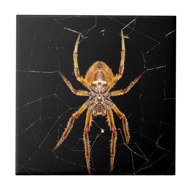 Carreau insecte macro araignée colombie (Devant)