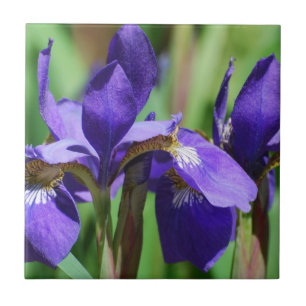 Carreau Iris de floraison