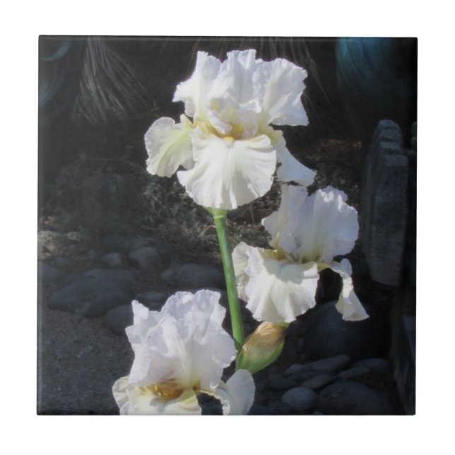 Carreau Iris de floraison blanc (Devant)