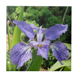 Carreau Iris de jardin, bleu, tuile 4,25
