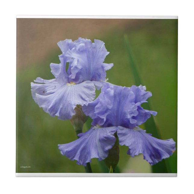 Carreau Iris Délice (Devant)