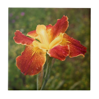 Carreau Iris "lever de soleil de la Louisiane de Cajun "