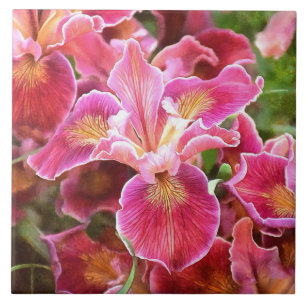 Carreau Iris rose orange
