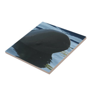 Carreau Irrawaddy Dolphin Peek-A-Boo