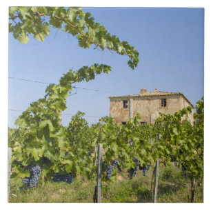 Carreau Italie, Toscane, Montepulciano. Raisins de vin prê