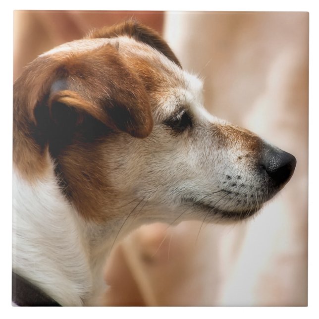 CARREAU JACK RUSSELL TERRIER CHIEN (Devant)