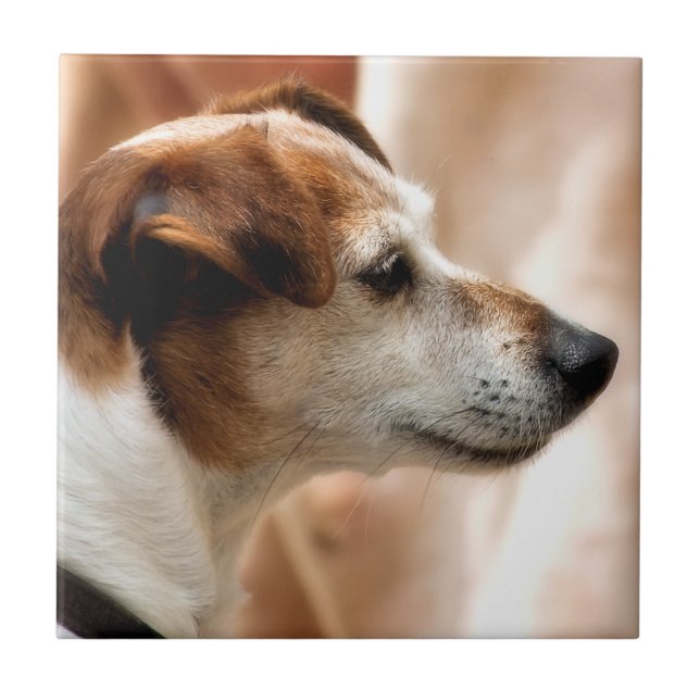 CARREAU JACK RUSSELL TERRIER CHIEN (Devant)
