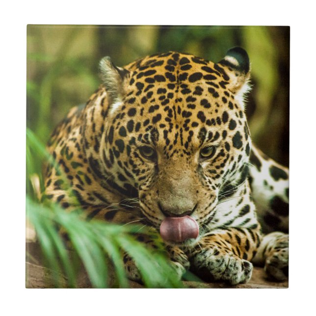 Carreau Jaguar (Devant)