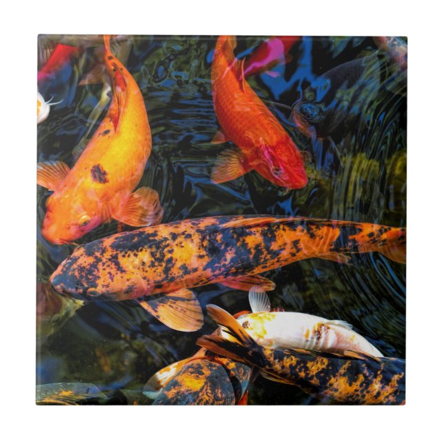Carreau Japonais Koi - haematopterus de carpio de Cyprinus (Devant)