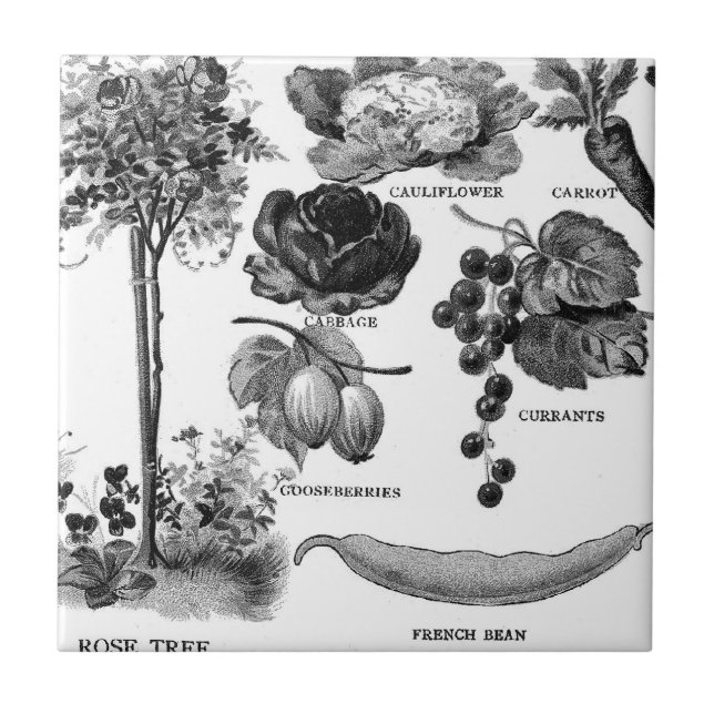 Carreau Jardin Botanicals d'été dans noir et le blanc (Devant)