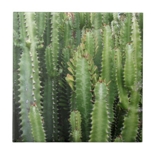 Carreau Jardin de Cactus