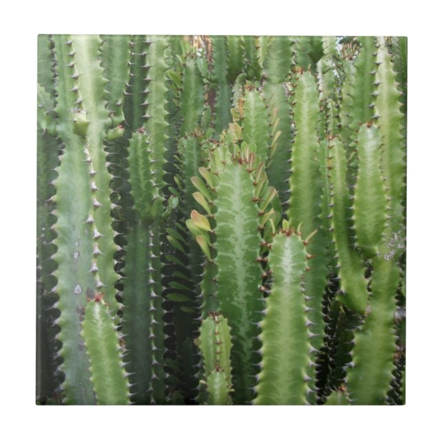 Carreau Jardin de Cactus (Devant)