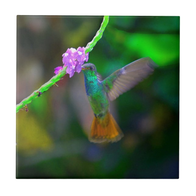 Carreau Jardin de colibri (Devant)