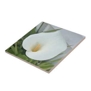 Carreau Jardin de pouce vert Plante blanc Calla Lily Fleur