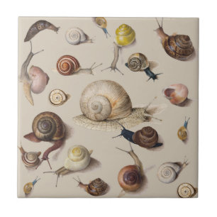 Carreau Jardin d'escargots Animaux de compagnie Gastropod 