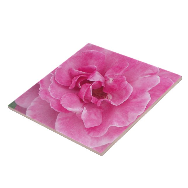 Carreau Jardin rose grand Rose (Côté)