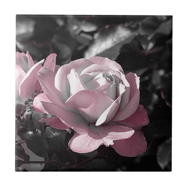 Carreau Jardin rose rose (Devant)