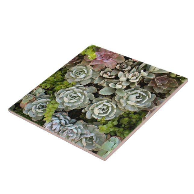 Carreau Jardin Succulent 1 (Côté)