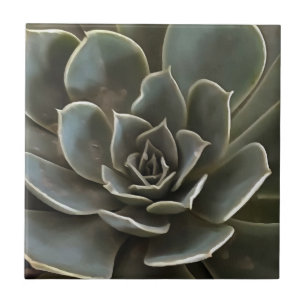 Carreau Jardin Succulent Vert Gris Tons Art Réaliste