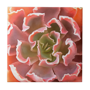 Carreau Jardin superbe Les tons roses Succulents Art réali