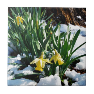 Carreau Jaune Daffodils fleurs dans la neige