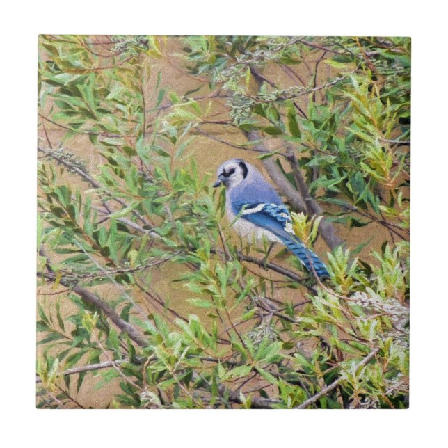 Carreau Jay bleu sur le myrte de cire (Devant)