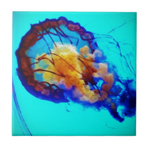 Carreau Jellyfish / Pacific Sea Nettle /