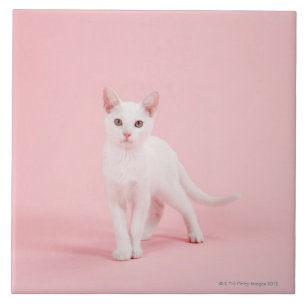 Carreau Jeune chat blanc