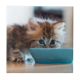 Carreau Jeune chaton persan