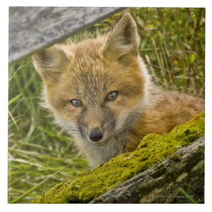 Carreau Jeune Fox rouge regardant par la barrière sur San