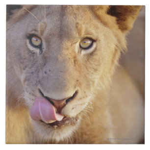 Carreau Jeune lion masculin