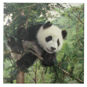 Carreau Jeune panda géant grimpe à un arbre, vallée de Wol