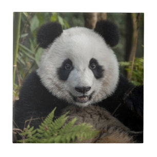 Carreau Jeune panda heureux, Chine
