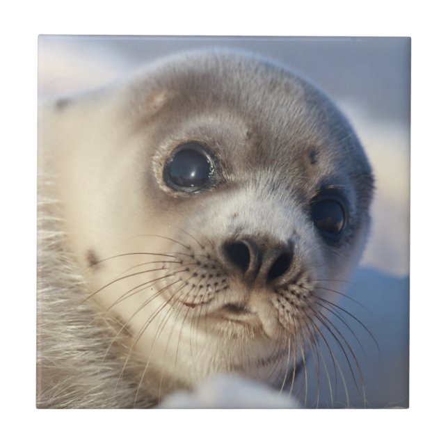 Carreau Jeune phoque de harpé (Devant)