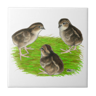 Carreau Jeunes cailles de Bobwhite