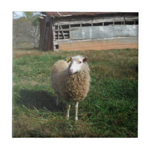 Carreau Jeunes moutons blancs à la ferme