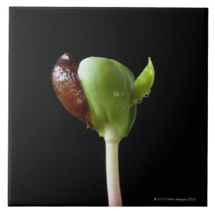 Carreau Jeunes plantes d'Apple avec la coquille de graine
