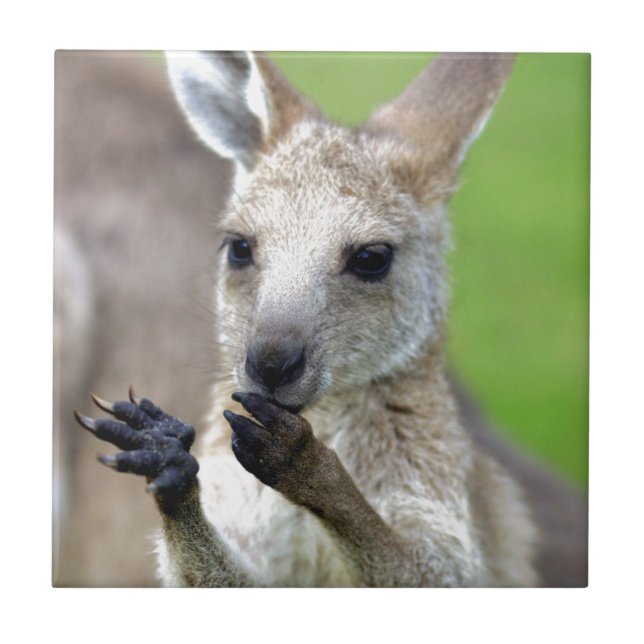 Carreau Joey kangaroo mignon (Devant)