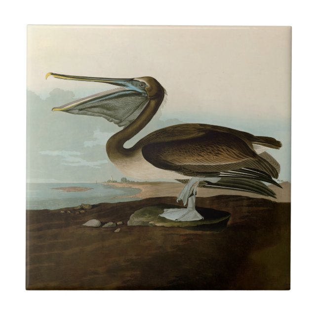 Carreau John James Audubon Peinture Pélicane Brown (Devant)