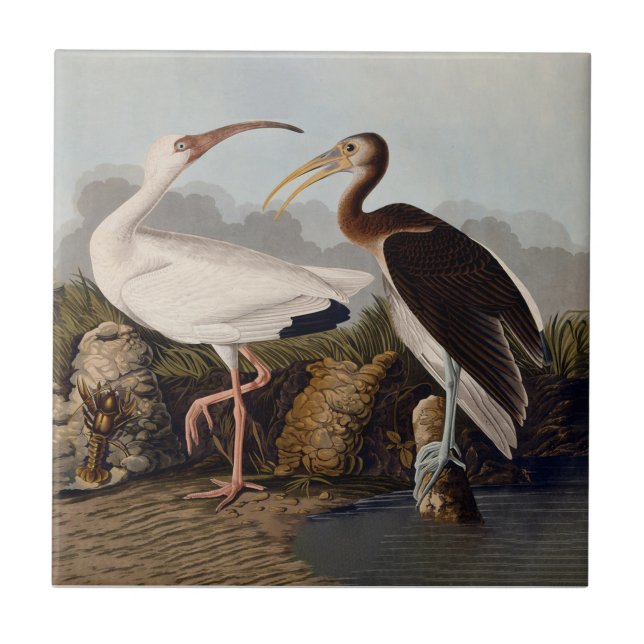 Carreau John James Audubon White Ibis Bird Print Classic (Devant)