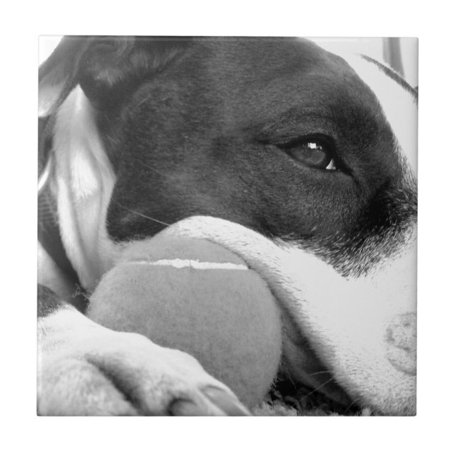 Carreau joli chien pitbull au look triste noir et blanc av (Devant)