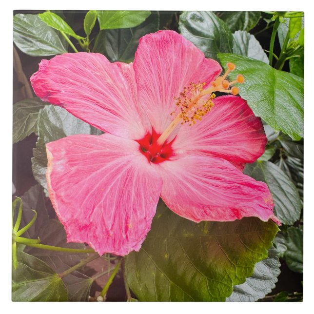 Carreau Joli Hibiscus rose (Devant)