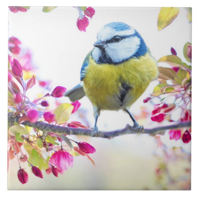 Carreau Joli oiseau bleu et jaune sur une branche Photogra (Devant)