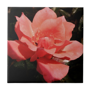 Carreau Joli rose rose Peach floral