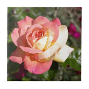 Carreau Jolie fleur de rose rose et jaune. Floral