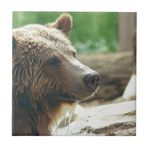 Carreau Jolie nature adorable Ours Visage animal
