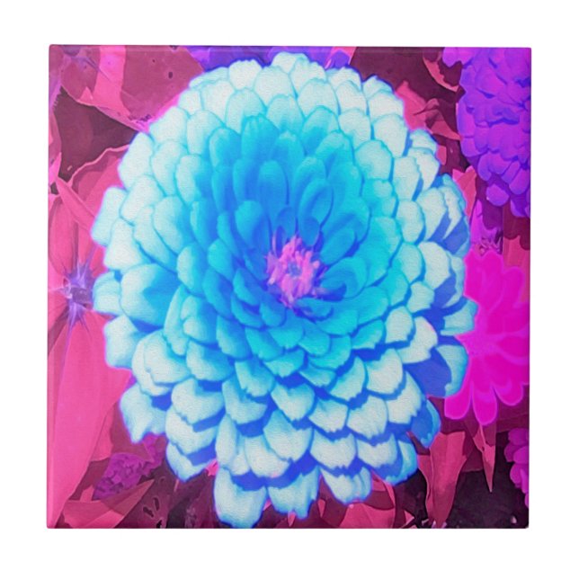 Carreau Jolie Zinnia Bleue dans le Jardin d'été pourpre (Devant)